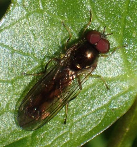 Melanostoma sp.